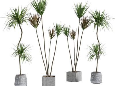 现代水泥花盆植物盆栽