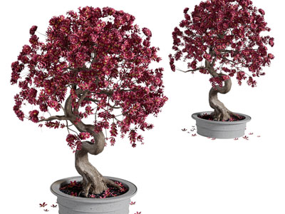 现代花卉盆栽植物