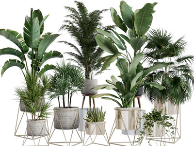 现代轻奢盆栽植物