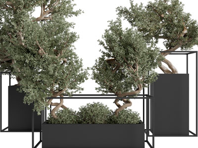 现代黑色花盆盆栽植物