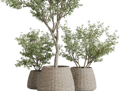 北欧藤编盆栽植物