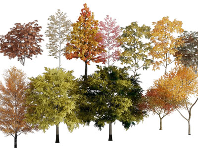 长满黄色、绿色树叶的大树