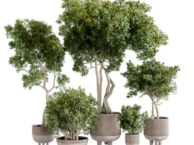 侘寂风盆栽植物