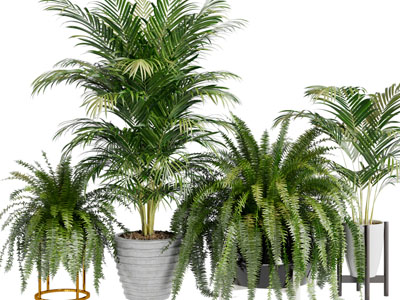 现代植物盆景盆栽