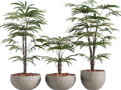 现代盆景盆栽植物