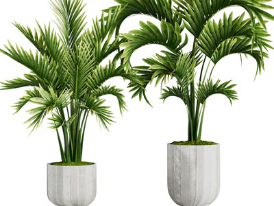 现代植物盆景盆栽