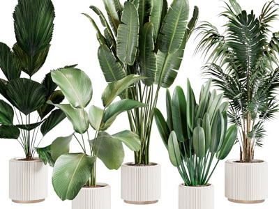 现代花盆植物盆栽