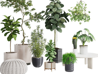 现代花盆盆栽植物