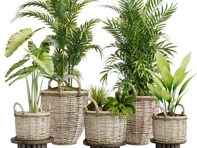 东南亚藤编花盆植物盆栽