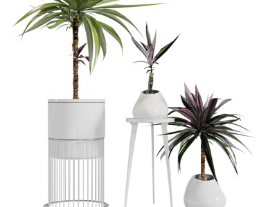 现代植物盆景盆栽