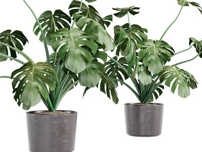 现代龟背竹盆栽植物