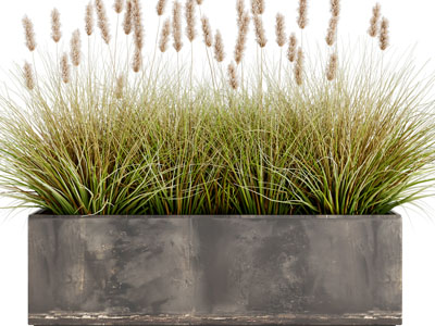 现代花坛花草绿植