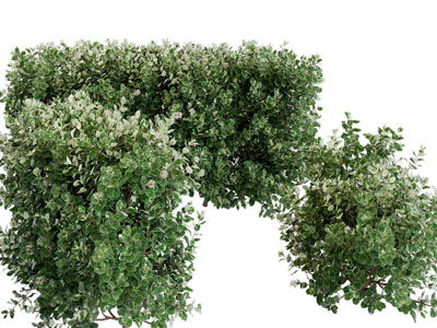 现代灌木丛绿植