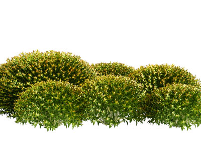 现代园林灌木丛