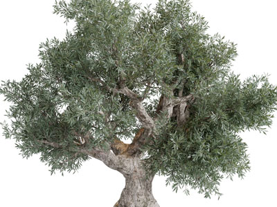 现代老树