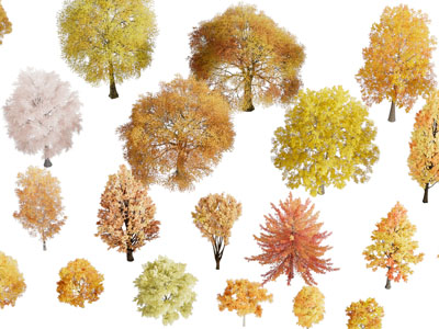 现代秋天的树