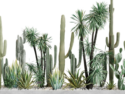 多肉植物景观园艺小品