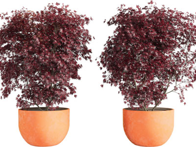 现代红色树叶的植物盆栽