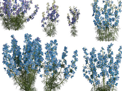 现代开着蓝色花朵的花草绿植
