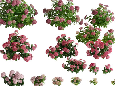 开着红色花朵的花草植物