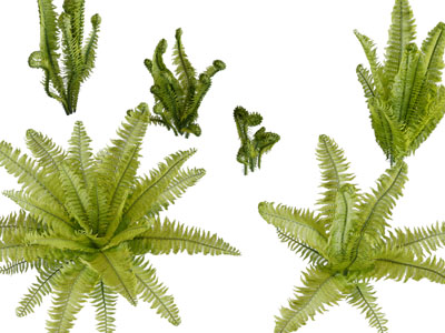 现代水草、蕨类花草植物