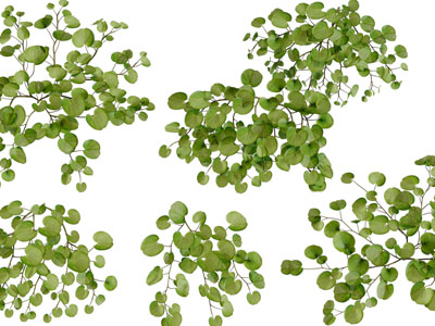 金钱草花草植物