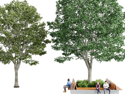 现代大树、花坛公共椅子