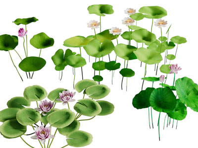 中式荷花水生花草植物