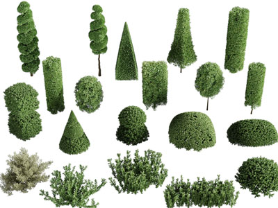 现代园林景观灌木丛