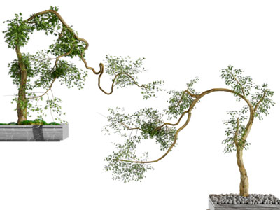 新中式盆景盆栽