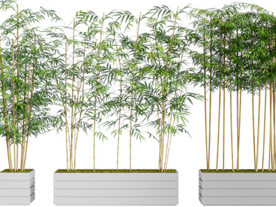 新中式盆栽竹子