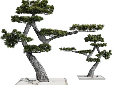 中式松树道旁树木