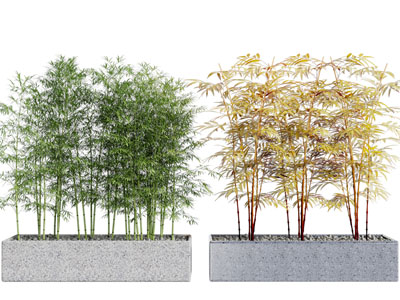 新中式盆栽竹子