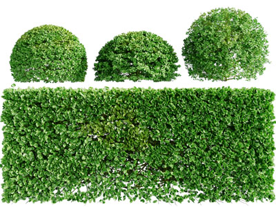 现代园林灌木丛