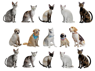 现代猫、狗爬行动物