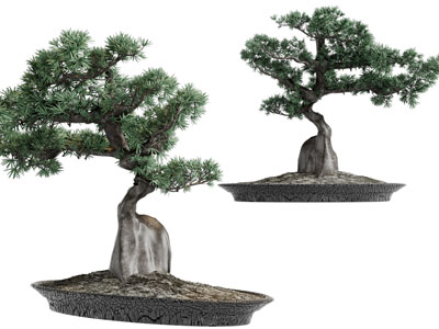 中式松树盆景盆栽