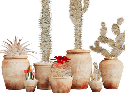 现代陶艺花瓶花卉、多肉植物