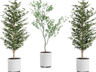 现代花盆盆栽植物