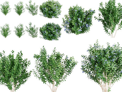现代花草、灌木丛