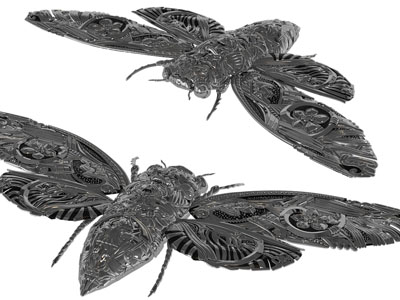 一直黑色的蛾子3d模型 一直黑色的蛾子