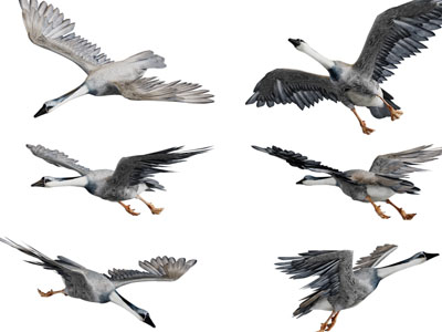 飞翔的大雁3d模型 飞翔的大雁