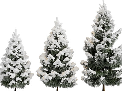 铺满雪花的松树