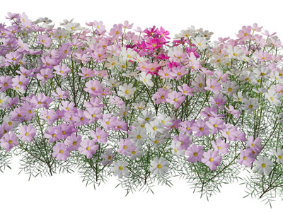 格桑花草植物3d模型 格桑花草植物