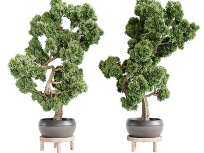中式松树盆景盆栽
