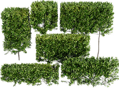 现代园林灌木丛