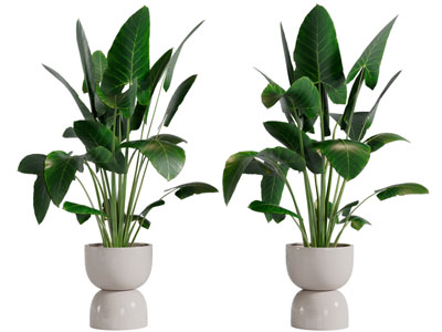 现代花盆盆栽植物