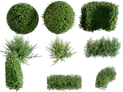 现代园艺灌木丛绿植