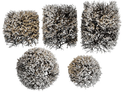 现代落着雪的灌木