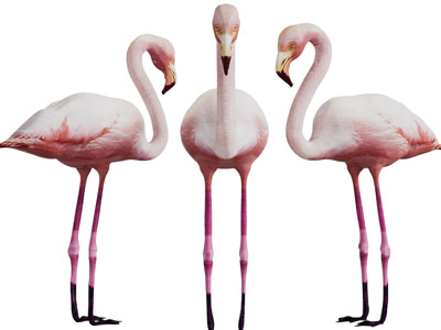 现代轻奢火烈鸟装饰品摆件