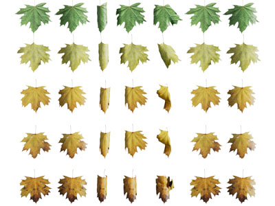 现代不同季节的树叶